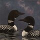 Two Loons